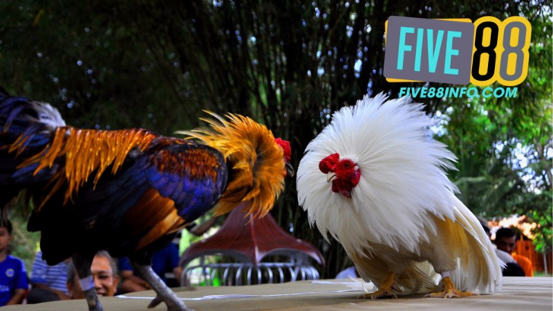 Đá Gà Five88